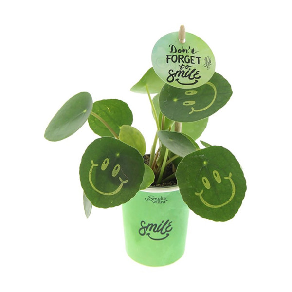 Smylieplant® small in papercup