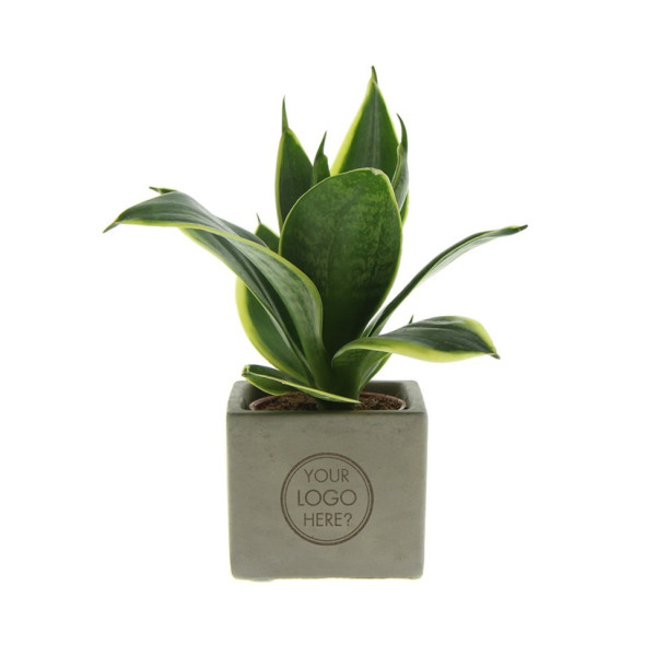 Congreetz® plantpots